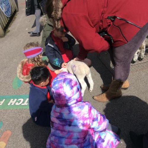 Learning about lambs