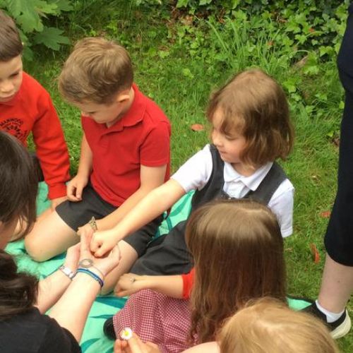 Observing caterpillars and butterflies