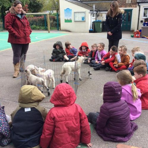 Lambs on the playground!